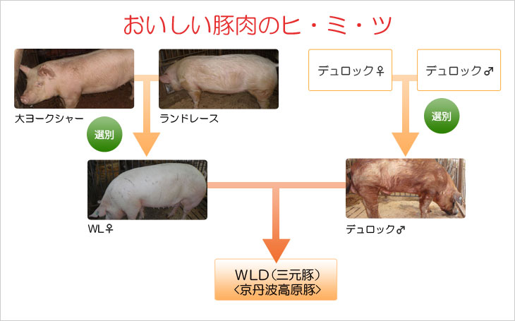 おいしい豚肉のヒ・ミ・ツ